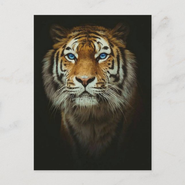 Tiger Vykort (Framsida)