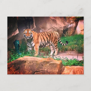 Tiger vykort