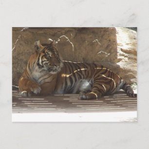 Tiger Vykort