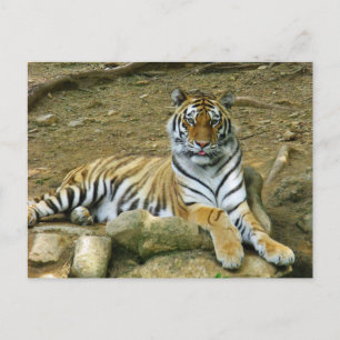 Tiger Vykort