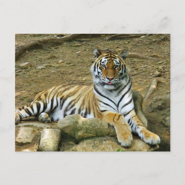 Tiger Vykort (Framsida)
