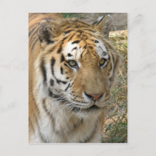 Tiger Vykort
