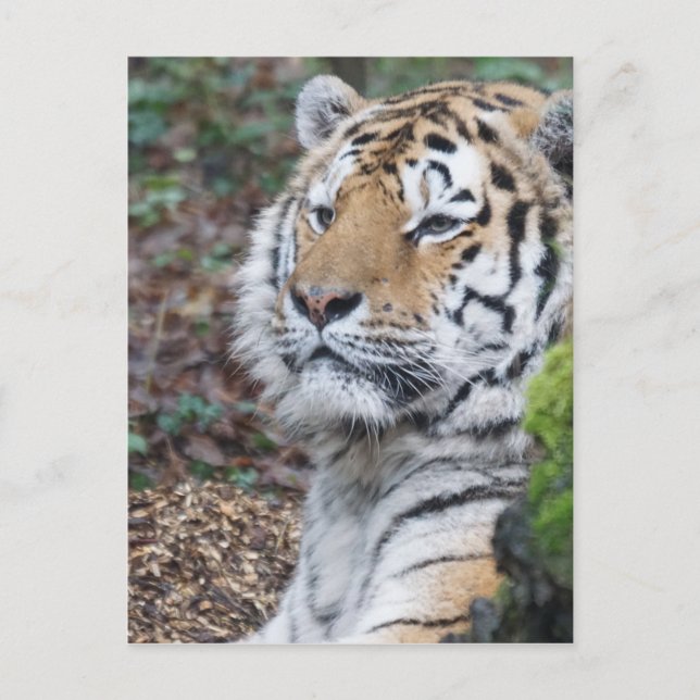 Tiger Vykort (Framsida)