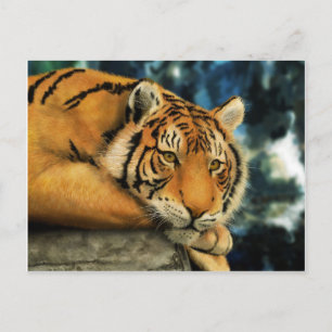Tiger Vykort