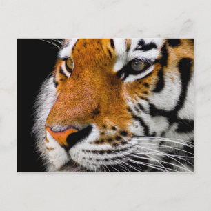Tiger Vykort