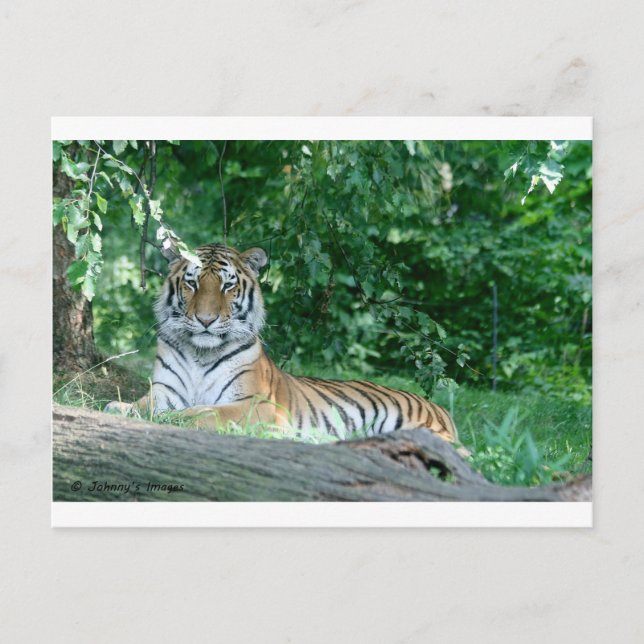 Tiger Vykort (Framsida)
