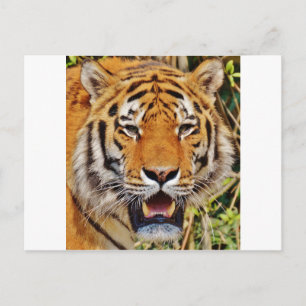 Tiger Vykort