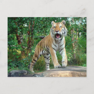 tiger vykort