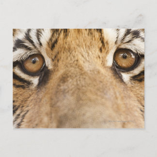 Tiger Vykort