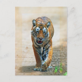 tiger vykort