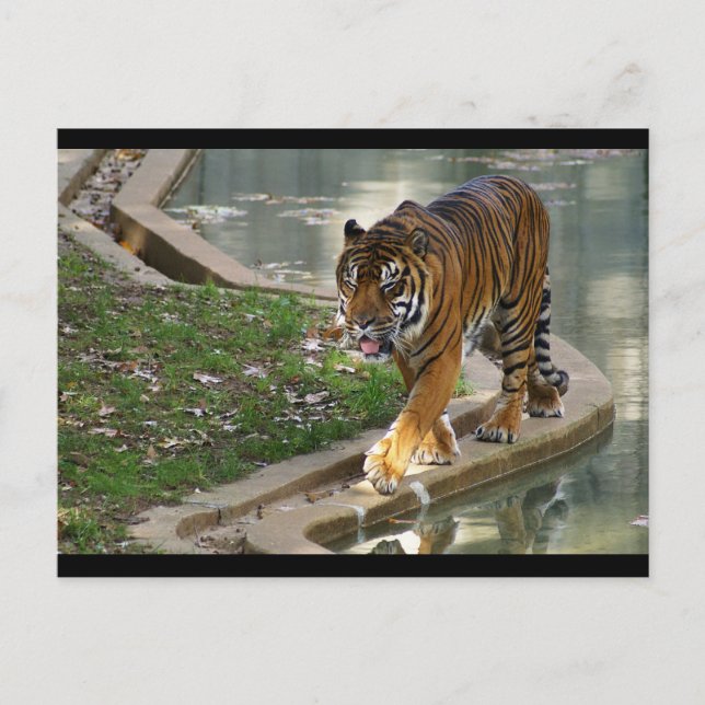 tiger vykort (Framsida)