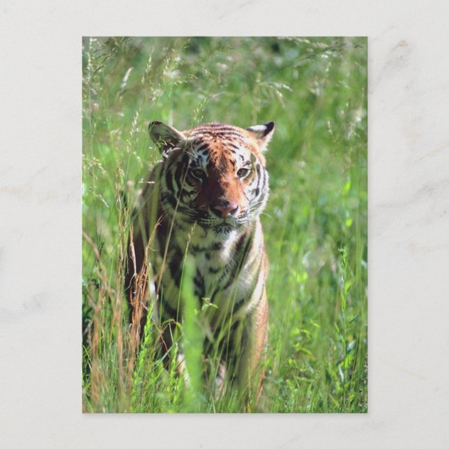 Tiger Vykort (Framsida)