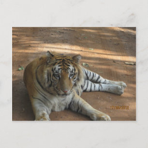 Tiger Vykort