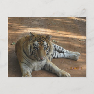 Tiger Vykort