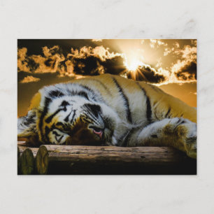 Tiger Vykort