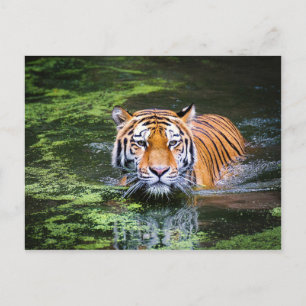 Tiger vykort
