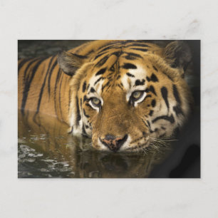 tiger vykort