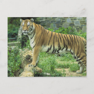 Tiger Vykort