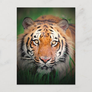 Tiger Vykort