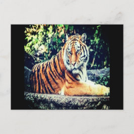 Tiger vykort