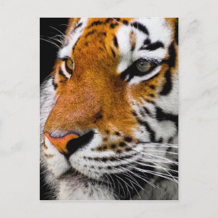 Tiger Vykort