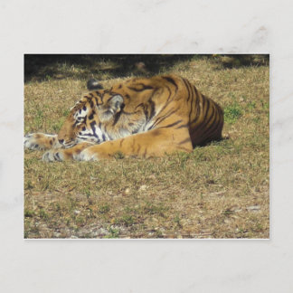 Tiger Vykort
