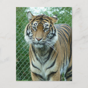 Tiger Vykort