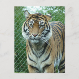 Tiger Vykort