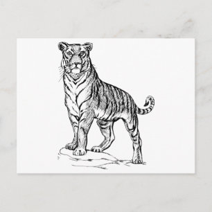 Tiger Vykort