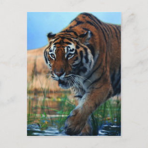 Tiger wading in vatten vykort