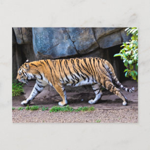 TIGER WALK VYKORT