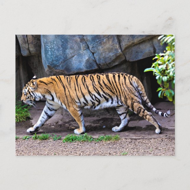 TIGER WALK VYKORT (Framsida)