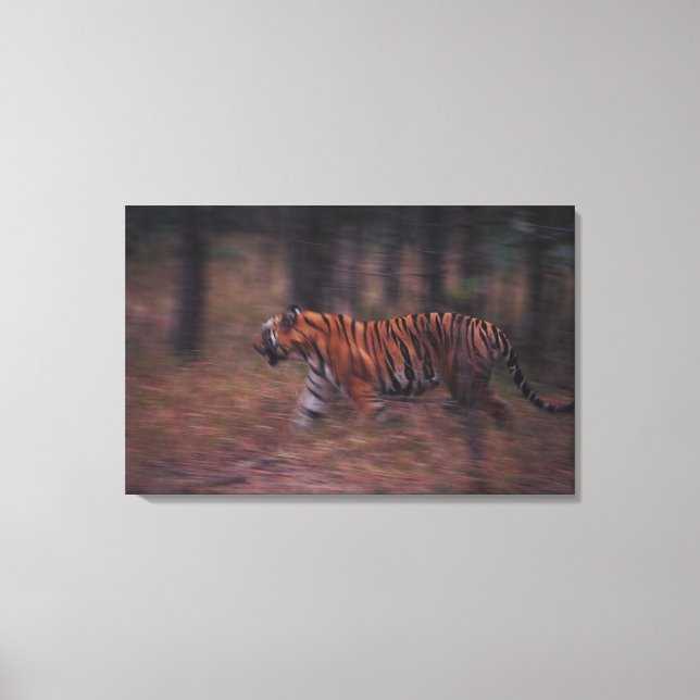 Tiger Walking through Forest Canvastryck (Framsida)