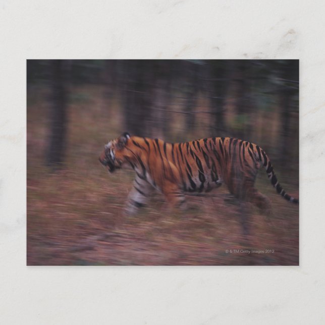 Tiger Walking through Forest Vykort (Framsida)