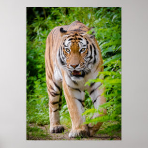 Tiger Walking through Grönt Träd Poster