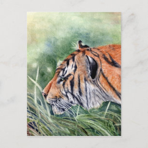 Tiger Walking through Jungle Vykort