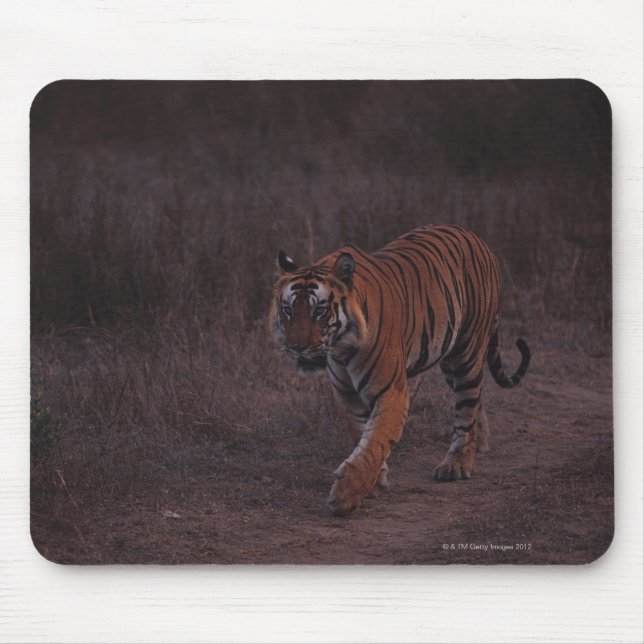 Tiger Walks längs Trail Musmatta (Framsidan)