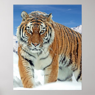 Tiger Winter Nature Photo Snö Mountains Poster