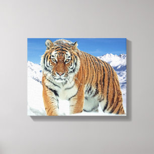 Tiger Winter Nature Photo Trendig Snö Mountains Canvastryck