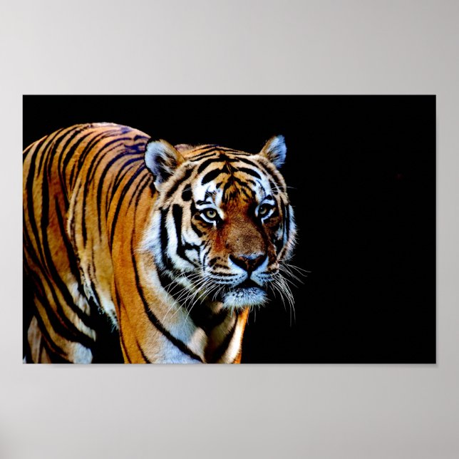 Tiger With Black Background Poster (Framsidan)