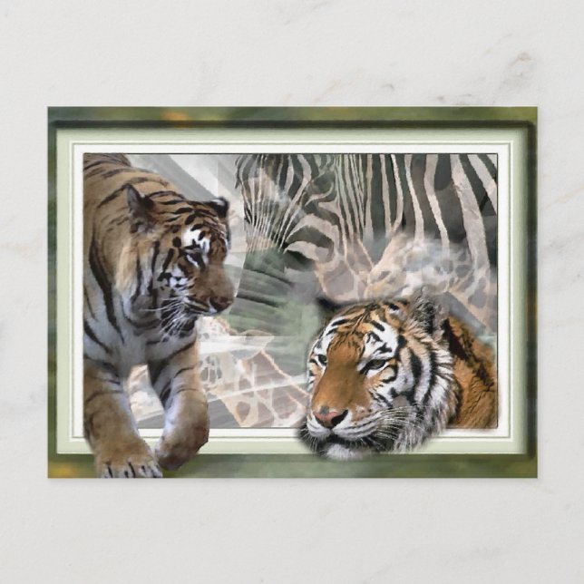 Tiger, Zebra, Giraffe, Älskare-gåvor Vykort (Framsida)