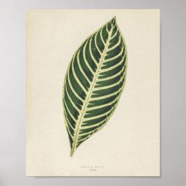 Tigeranläggningen (Sanchezia Nobilis) graverad Poster