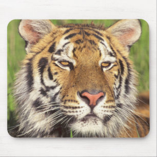 Tigeransikte Musmatta