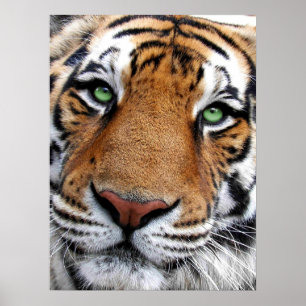 Tigeransikteaffisch Poster