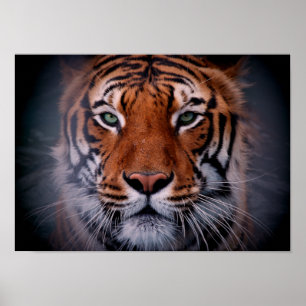 Tigeransikteögon som bedövar den stora affischen poster