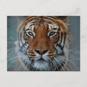 Tigeransiktevykort Vykort