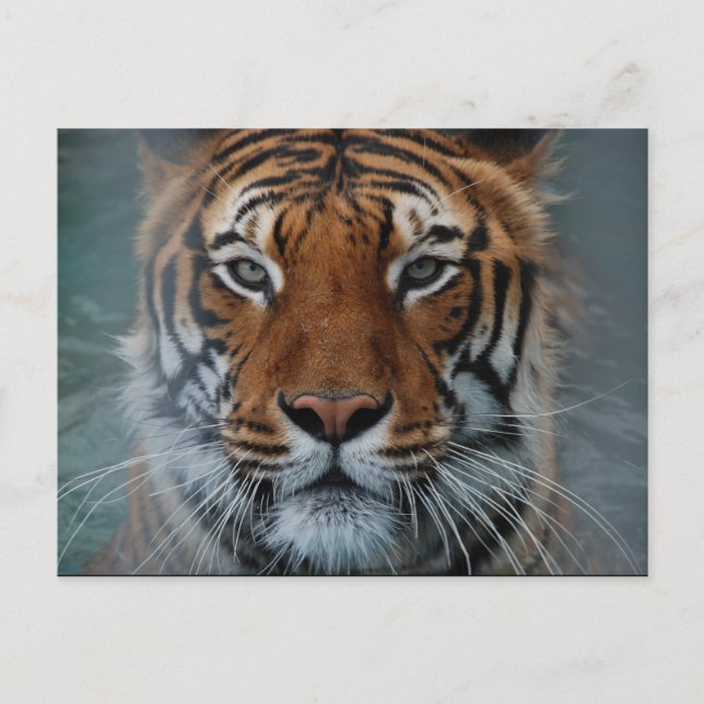 Tigeransiktevykort Vykort (Framsida)