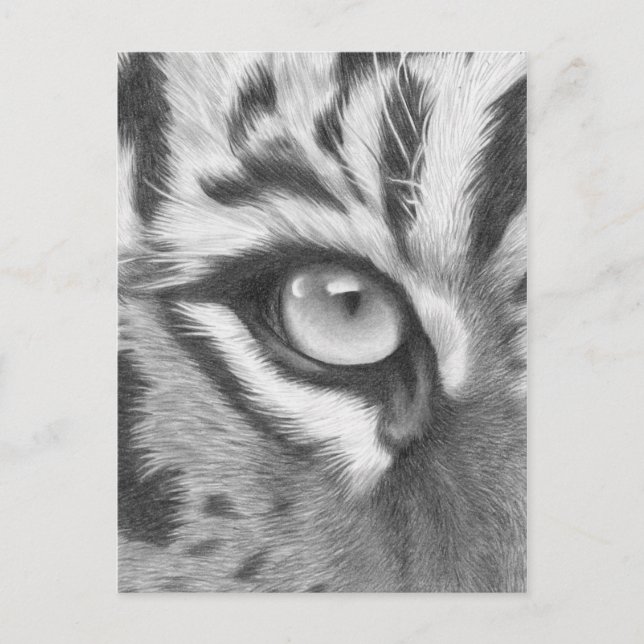 Tigerauge - Bleistiftzeichnung Vykort (Framsida)