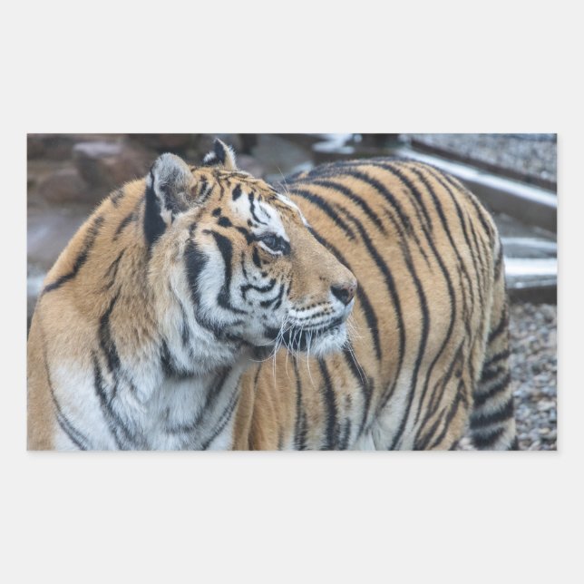 Tigerdekaler Rektangulärt Klistermärke (Framsida)