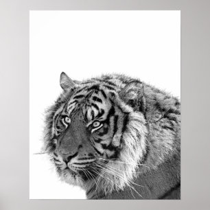 Tigerdjungeln för djurfoto, svart och vitt i vild poster